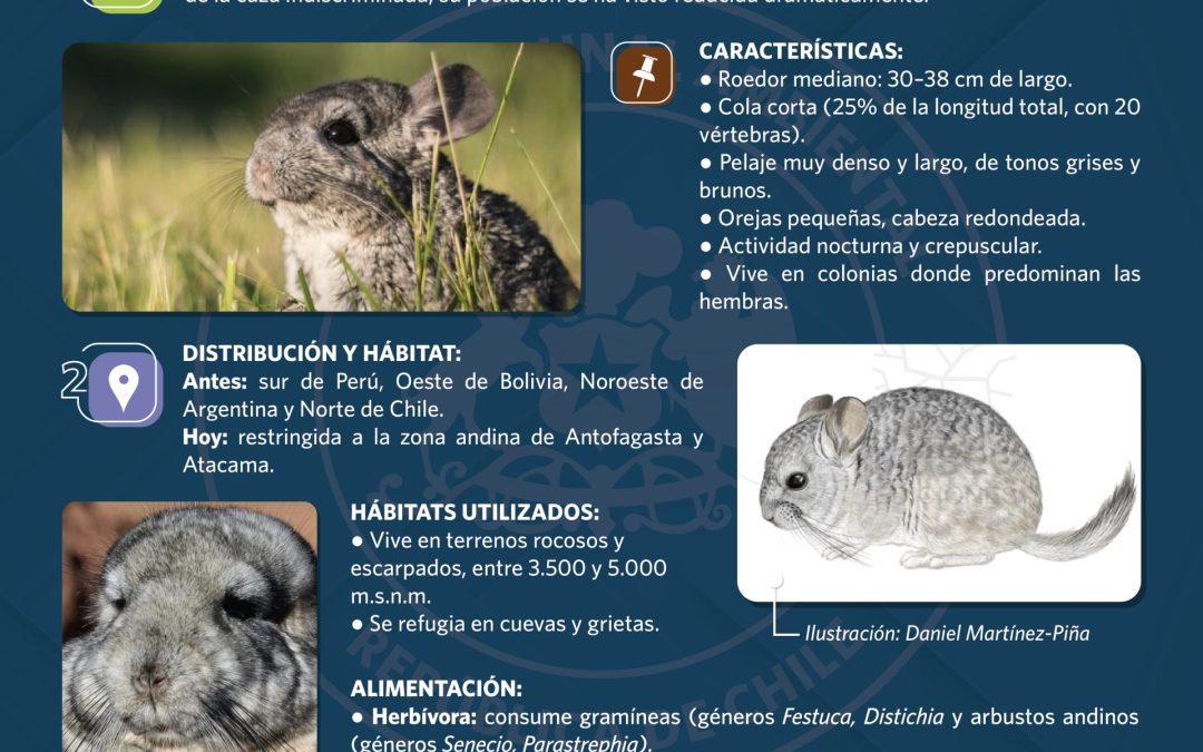 Te invitamos a conocer la Chinchilla de Cola Corta