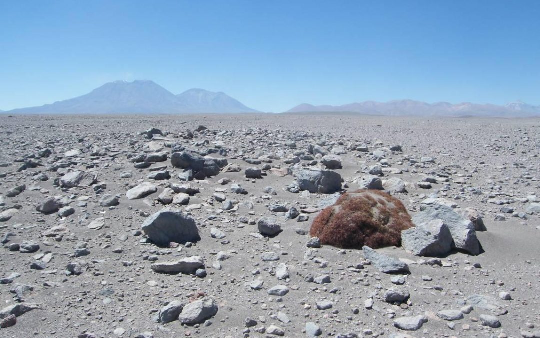 Tribunal Ambiental descarta daño ambiental en proyecto Parque Eólico Ckhúri