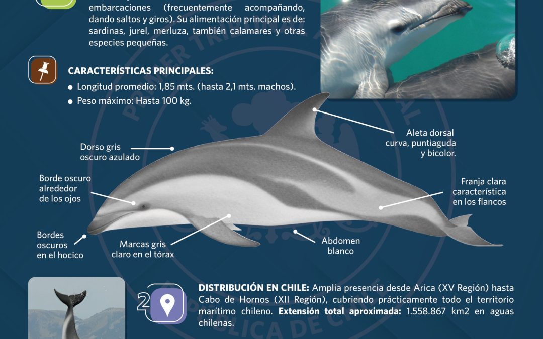 Te invitamos a conocer al Delfín Oscuro