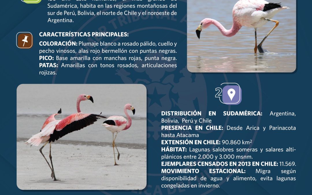 Te invitamos a conocer al Flamenco Andino