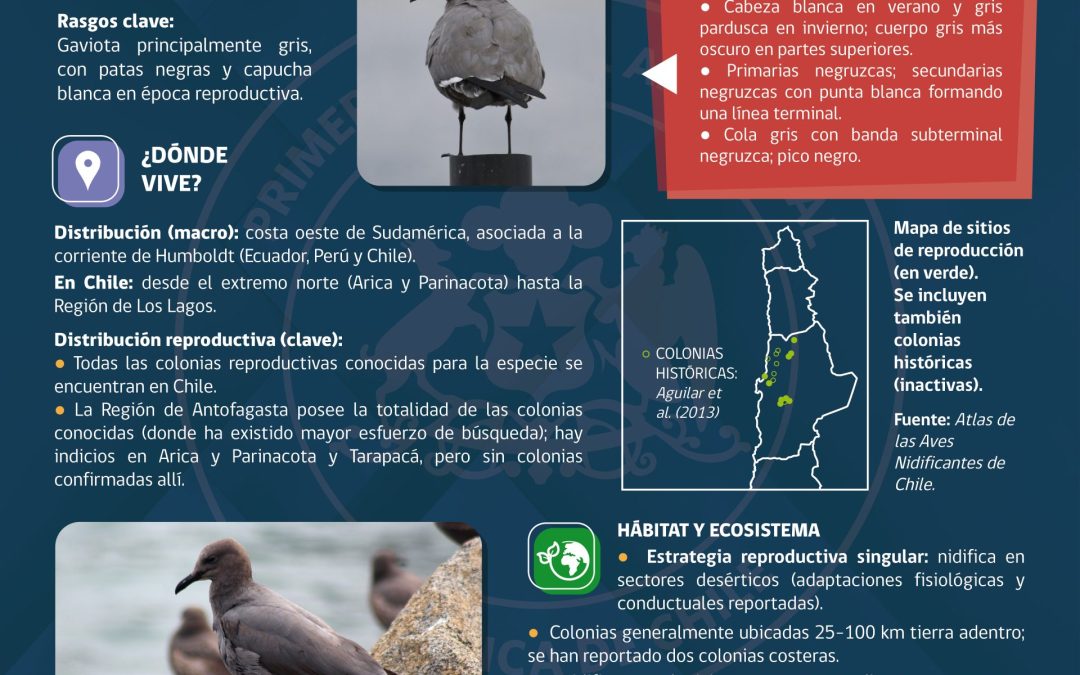 Te invitamos a conocer la Gaviota Garuma
