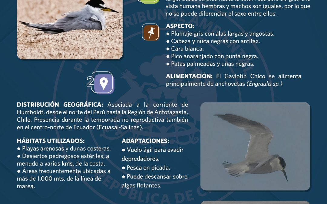 Te invitamos a conocer al Gaviotín Chico