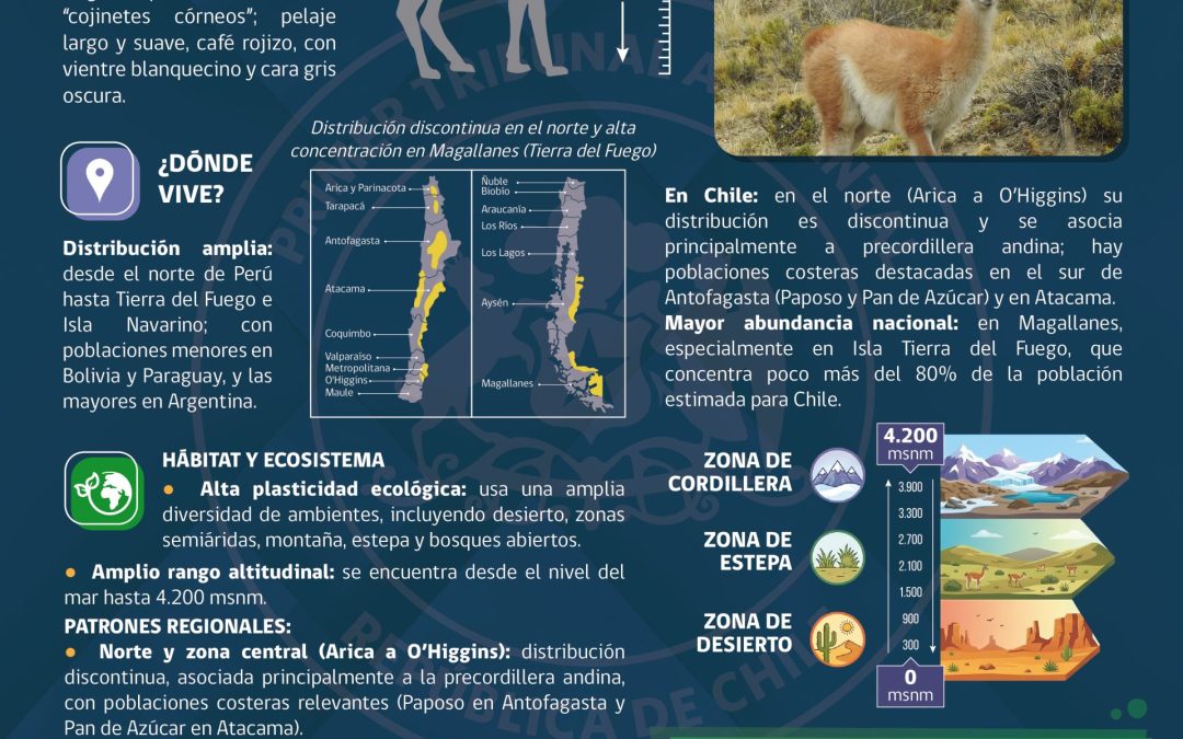 Te invitamos a conocer el Guanaco