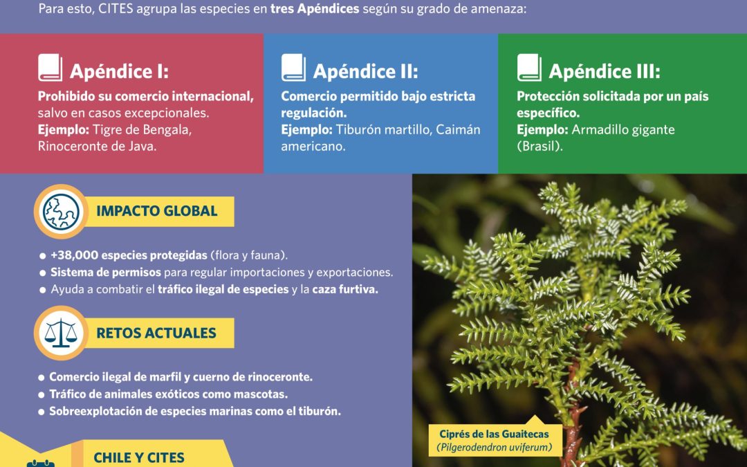 Te invitamos a conocer detalles de la Convención sobre el Comercio Internacional de Especies Amenazadas (CITES)