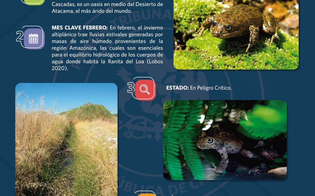 Te invitamos a conocer a la Ranita de El Loa