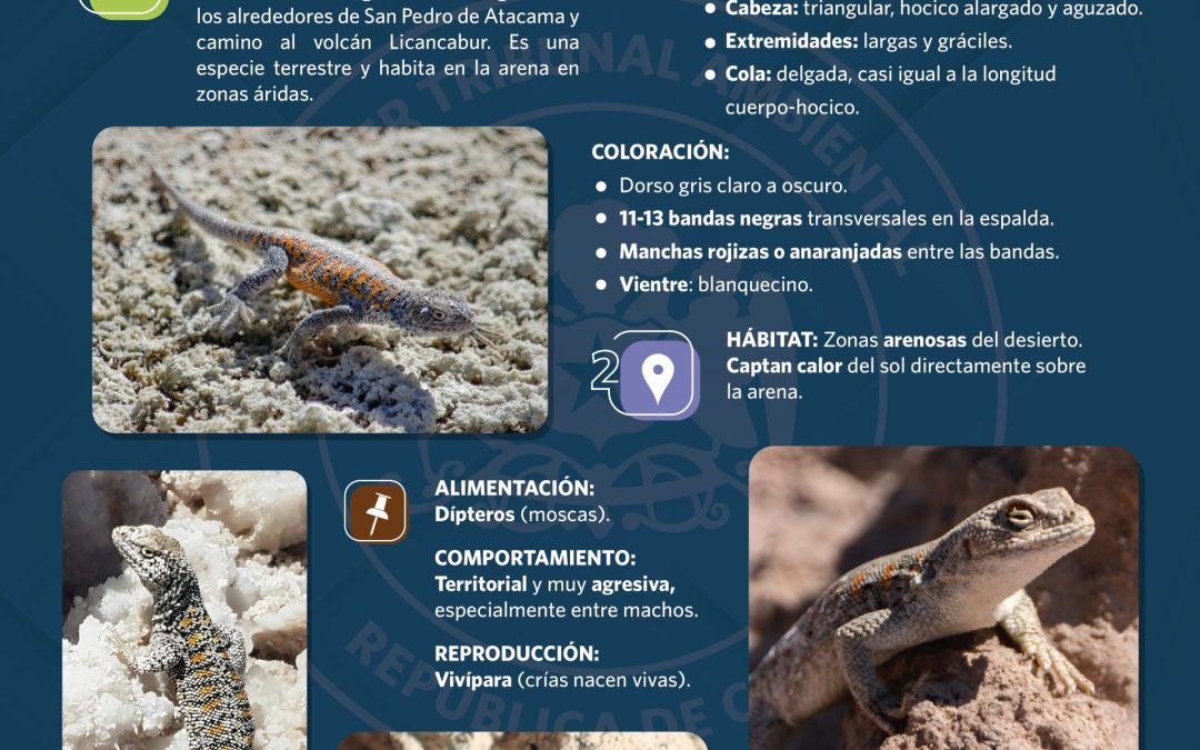 Te invitamos a conocer al Lagarto de Fabián
