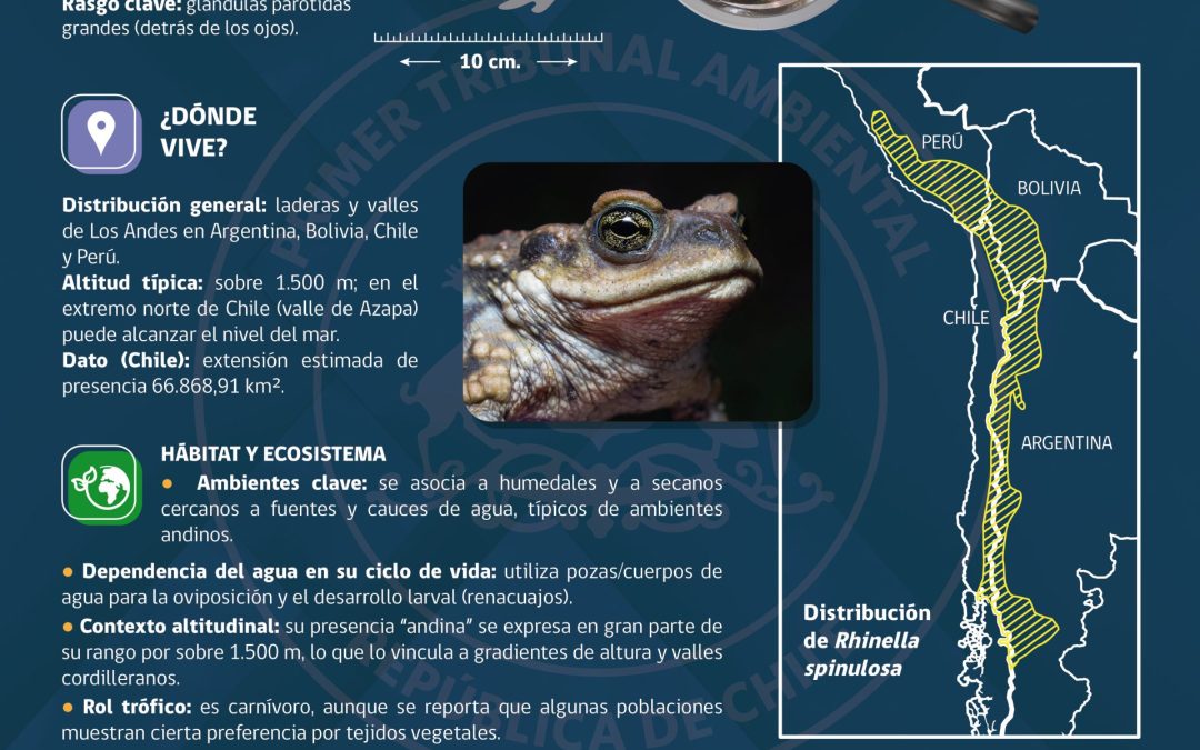 Te invitamos a conocer al Sapo Espinoso