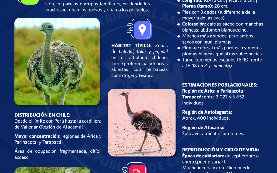 Te invitamos a conocer el Suri