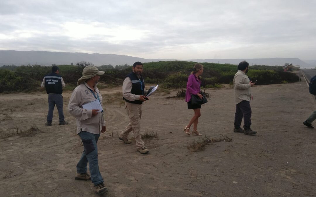 Primer Tribunal Ambiental recorrió nuevos sectores del Humedal Urbano del Río Lluta