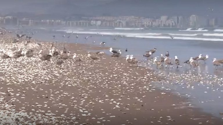 Primer Tribunal Ambiental dicta nueva medida cautelar por varazón de moluscos en playa de La Serena